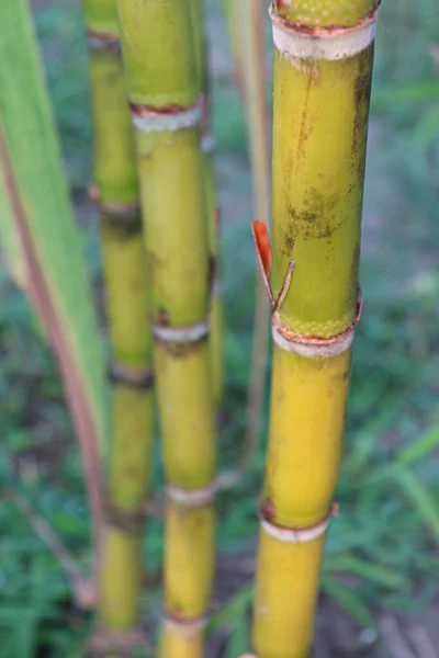 Tasty Healthy Sugarcane Farm Field Harvest Eat — Stok fotoğraf
