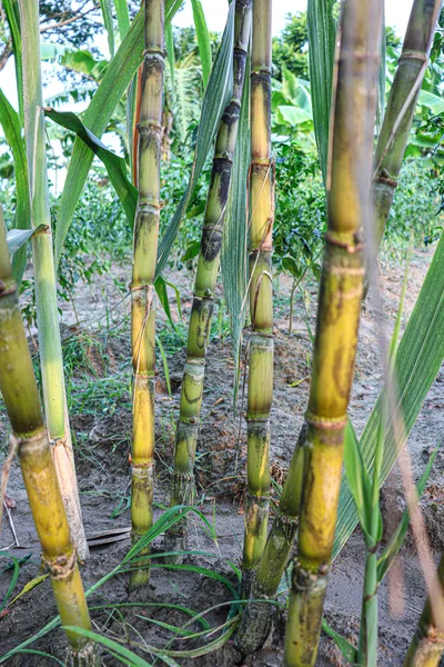 Tasty Healthy Sugarcane Farm Field Harvest Eat — Stok fotoğraf