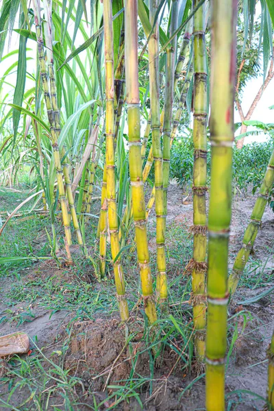 Tasty Healthy Sugarcane Farm Field Harvest Eat — стоковое фото