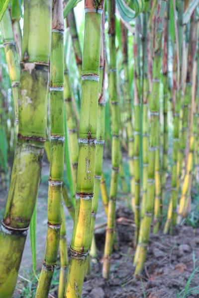 Tasty Healthy Sugarcane Farm Field Harvest Eat — Foto de Stock