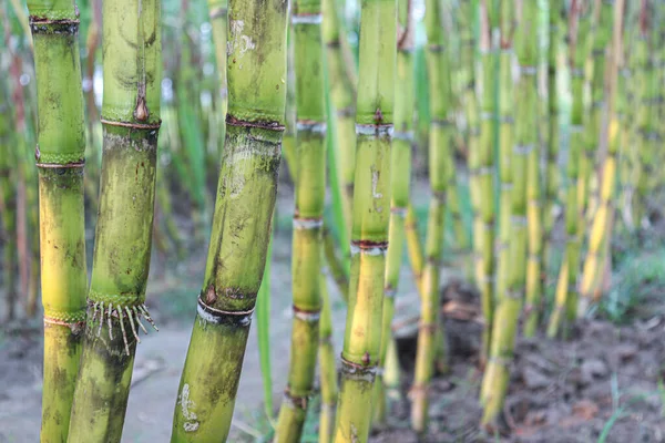 Tasty Healthy Sugarcane Farm Field Harvest Eat — Foto de Stock