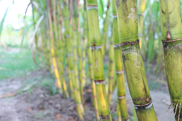 Tasty Healthy Sugarcane Farm Field Harvest Eat — стоковое фото