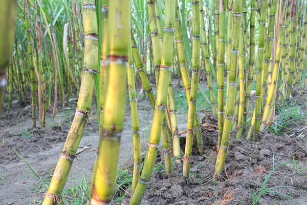 Tasty Healthy Sugarcane Farm Field Harvest Eat — Stock fotografie