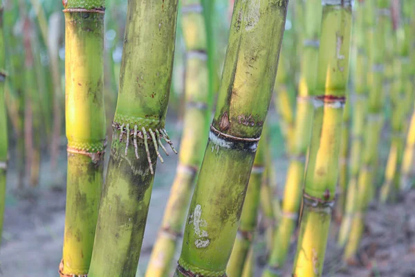 Tasty Healthy Sugarcane Farm Field Harvest Eat — 图库照片