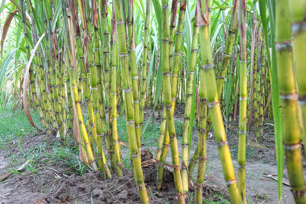 Tasty Healthy Sugarcane Farm Field Harvest Eat — стоковое фото