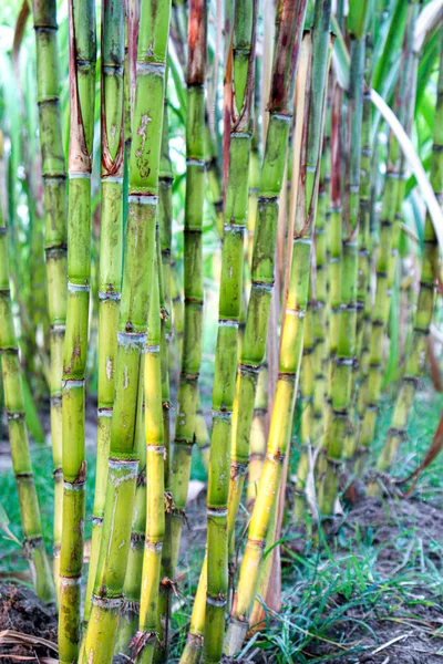 Tasty Healthy Sugarcane Farm Field Harvest Eat — Stockfoto