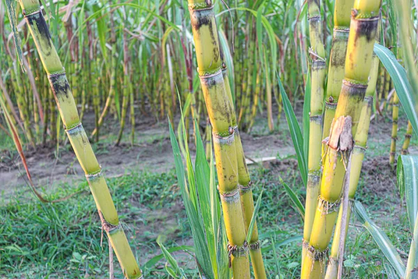 Tasty Healthy Sugarcane Farm Field Harvest Eat — стоковое фото