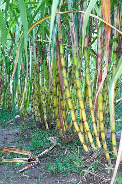 Tasty Healthy Sugarcane Farm Field Harvest Eat — 图库照片