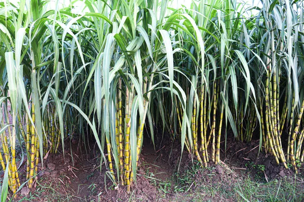 Tasty Healthy Sugarcane Farm Field Harvest Eat — 图库照片