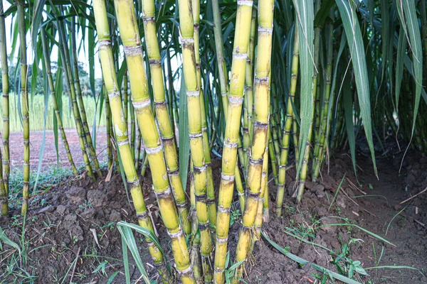 Tasty Healthy Sugarcane Farm Field Harvest Eat — 스톡 사진