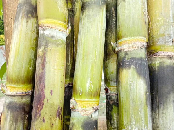 Tasty Healthy Sugarcane Farm Field Harvest Eat — 图库照片