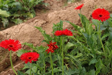 red colored gerbera flower on farm for harvest