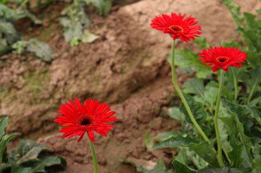 red colored gerbera flower on farm for harvest