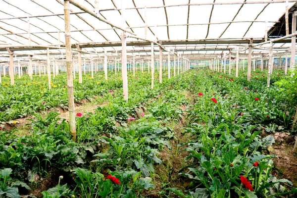 Red Colored Gerbera Flower Farm Harvest — Zdjęcie stockowe