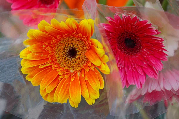 Yellow Pink Colored Gerbera Flower Shop Sell — 图库照片