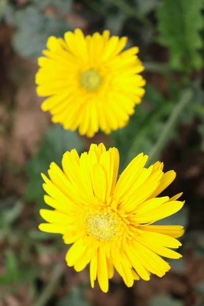 Κίτρινο Χρώμα Λουλούδι Gerbera Στην Εκμετάλλευση Για Συγκομιδή — Φωτογραφία Αρχείου