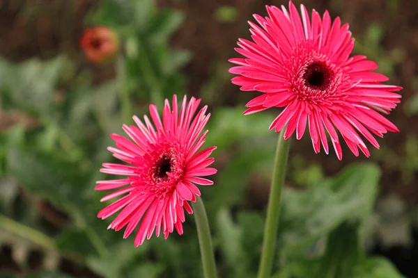 Pink Colored Gerbera Flower Farm Harvest — ストック写真