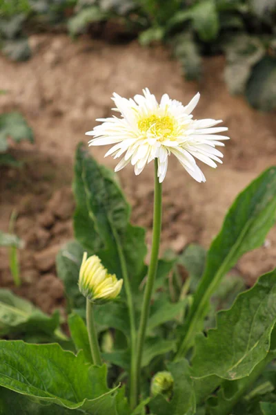 White Colored Gerbera Flower Farm Harvest — ストック写真