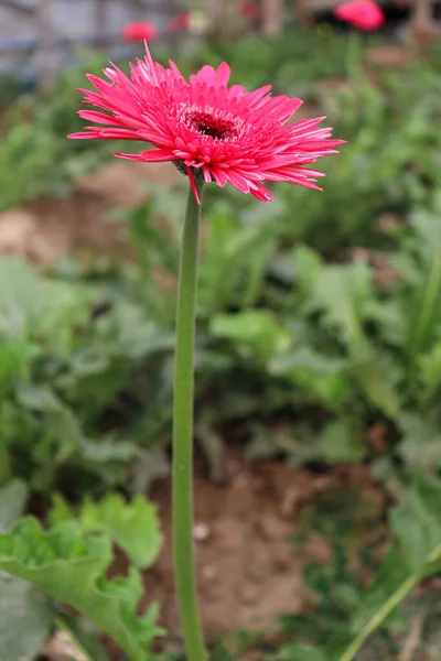 Pink Colored Gerbera Flower Farm Harvest — ストック写真