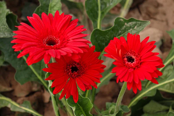 Red Colored Gerbera Flower Farm Harvest — ストック写真