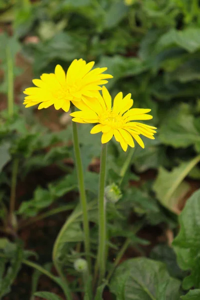 Yellow Colored Gerbera Flower Farm Harvest — Stock Fotó