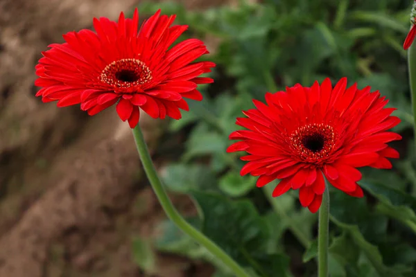 Red Colored Gerbera Flower Farm Harvest — Foto Stock
