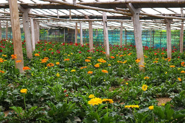 Orange Colored Gerbera Flower Farm Harvest — Fotografia de Stock