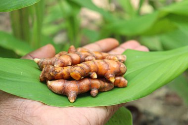 raw turmeric stock with tree on farm for harvest