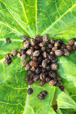 ripe papaya seed on leaf for tree plantation