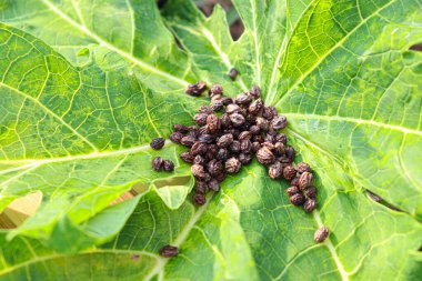 ripe papaya seed on leaf for tree plantation