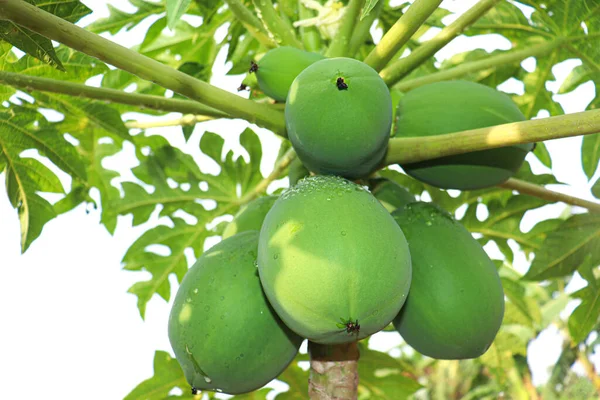 Fresh Healthy Green Raw Papaya Stock Tree Harvest — Stok fotoğraf