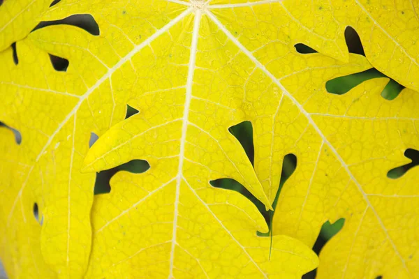 yellow colored papaya leaf background for any use