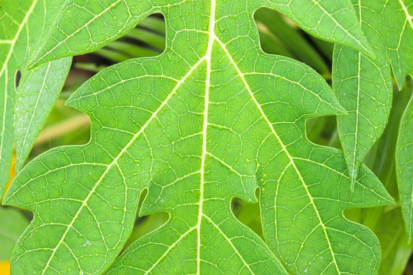 Green Colored Papaya Leaf Background Any Use — Stock fotografie