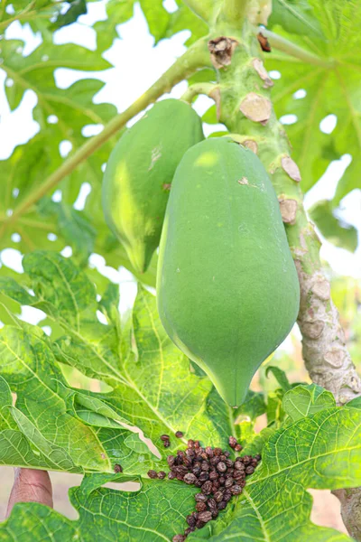 fresh healthy green raw papaya stock on tree for harvest