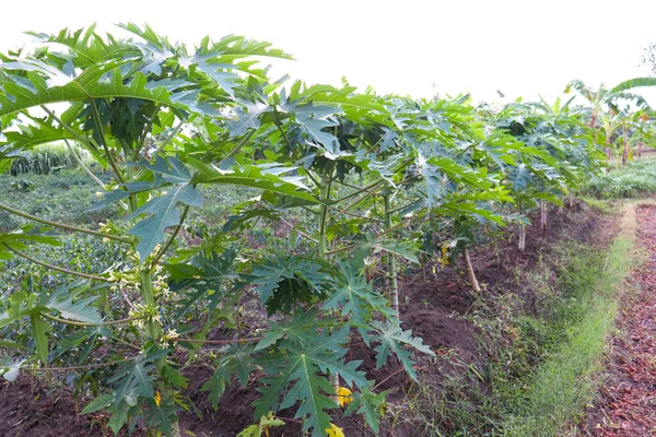 Papaya Tree Flower Farm Gardening — 图库照片