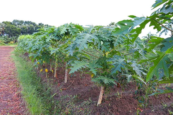 Papaya Tree Flower Farm Gardening — Foto de Stock