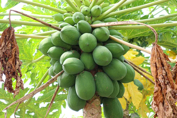 Fresh Healthy Green Raw Papaya Stock Tree Harvest — Foto de Stock