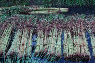 green raw jute tree farm on field for harvest