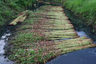 green raw jute tree farm on field for harvest