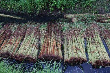 green raw jute tree farm on field for harvest