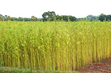 green raw jute tree farm on field for harvest