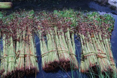 green raw jute tree farm on field for harvest