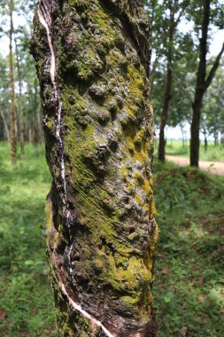 natural raw rubber tree plant in farm