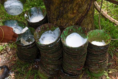 Plastic containers for collecting natural raw rubber with trees in the farm