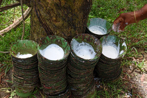 Plastic Containers Collecting Natural Raw Rubber Trees Farm —  Fotos de Stock