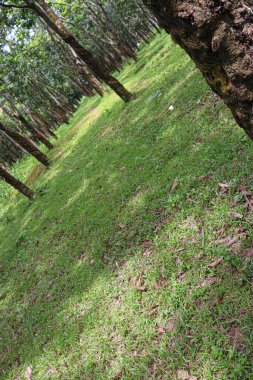 natural raw rubber tree plant in farm