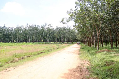 natural raw rubber tree plant in farm