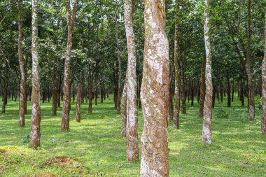 natural raw rubber tree plant in farm