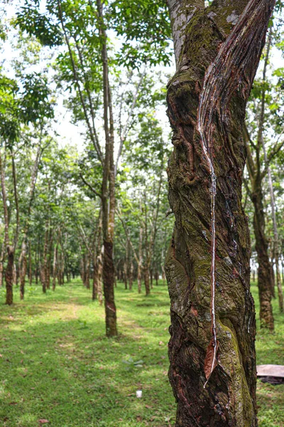 Natural Raw Rubber Tree Plant Farm — Stockfoto