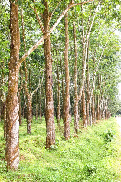 Natural Raw Rubber Tree Plant Farm — Stok Foto